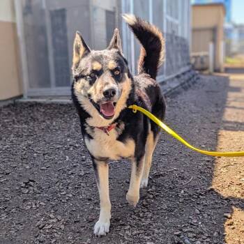 Shepherd and Husky Dogs Available for Adoption in Oakland, California - Tablet | PetCurious