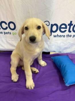 Labrador Retriever Dogs Available for Adoption in Orland Park, Illinois - Janet Jackson  | PetCurious