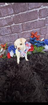 Bamm Bamm -  Chihuahua Dog for Adoption in Cottonwood, California - Bamm Bamm | PetCurious
