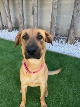 Birdie -  Golden Retriever and Shepherd Dog for Adoption in Santa Monica, California - Birdie | PetCurious