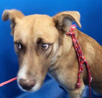 Rescue Mixed Breed Dogs for Adoption in Dallas, Texas - BLIZTO | PetCurious