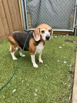 Beagle Dogs Available for Adoption in Liverpool, New York - Suzie | PetCurious