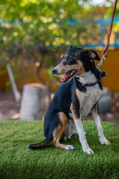 Bella -  Rat Terrier Dog for Adoption in Anacortes, Washington - Bella | PetCurious