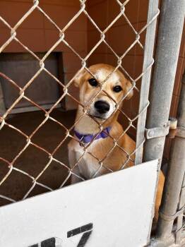 Pogo -  Jindo Dog Available for Adoption in Gautier, Mississippi - Pogo | PetCurious