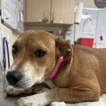 Queen Charlotte -  Basset Hound and Black Mouth Cur Dog for Adoption in Lakeland, Florida - Queen Charlotte | PetCurious