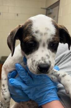 Hooch -  German Shepherd Dog and Mixed Breed Dog for Adoption in Westland, Michigan - Hooch | PetCurious