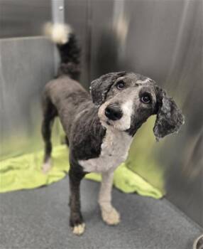 Mixed Breed Dogs Available for Adoption in Dallas, Texas - BETH | PetCurious