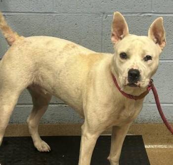 Dinah -  Mixed Breed Dog for Adoption in Chamblee, Georgia - Dinah | PetCurious