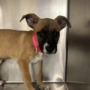 Mixed Breed Dogs Available for Adoption - Nala A2255808 | PetCurious