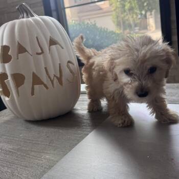 Crunch -  Schnoodle and Maltipoo Dog for Adoption in San Diego, California - Crunch | PetCurious