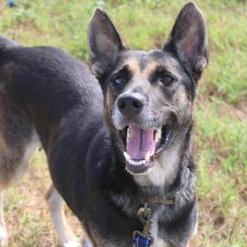 Iris -  German Shepherd Dog and Labrador Retriever Dog for Adoption in Hattiesburg, Mississippi - Iris | PetCurious