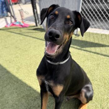 Jax -  Doberman Pinscher and Mixed Breed Dog for Adoption in Long Beach, California - Jax | PetCurious