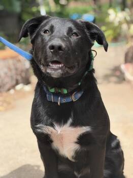 Labrador Retriever and German Shepherd Dog Dogs Available for Adoption in Pleasant Hill, California - Bud | PetCurious