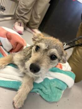 Wheaten Terrier Dogs Available for Adoption in Sugar Land, Texas - DELPHINE | PetCurious