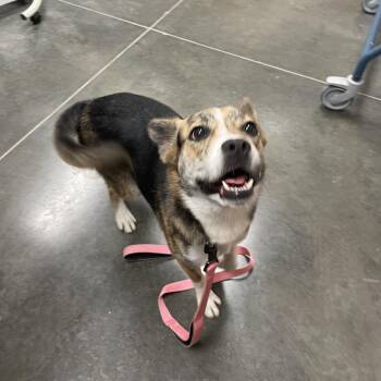 Poppy -  Mixed Breed Dog for Adoption in Dickinson, Texas - Poppy | PetCurious