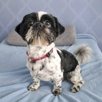 Patch -  Shih Tzu Dog for Adoption in Fairfield, Connecticut - Patch | PetCurious