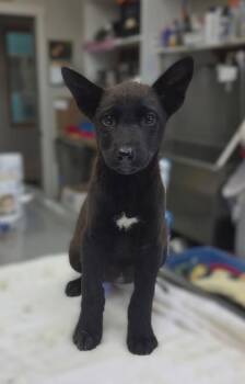 Flip Flop -  Shepherd and Mixed Breed Dog for Adoption in Bellevue, Washington - Flip Flop | PetCurious