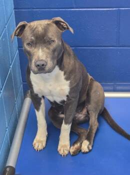 Mozzarella -  Terrier Dog Available for Adoption in Hartsville, South Carolina - Mozzarella | PetCurious