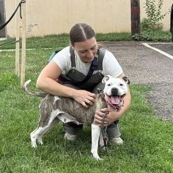 Marina -  Mixed Breed Dog for Adoption in Narberth, Pennsylvania - Marina | PetCurious