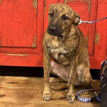 Hazel -  Labrador Retriever and None Dog for Adoption in Midland, Texas - Hazel | PetCurious