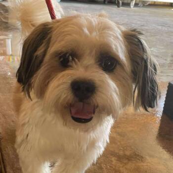 Rescue Shih Tzu Dogs for Adoption in Loves Park, Illinois - DUKE /JUKE | PetCurious