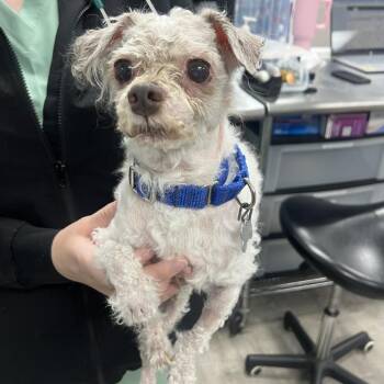Havanese Dogs Available for Adoption in State College, Pennsylvania - Solo Boombox | PetCurious