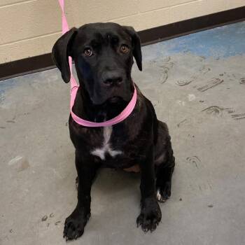 MJ -  Mixed Breed Dog for Adoption in Memphis, Tennessee - MJ | PetCurious