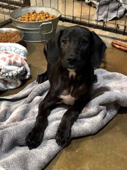 Cosmo -  Labrador Retriever Dog for Adoption in Cairo, Georgia - Cosmo | PetCurious