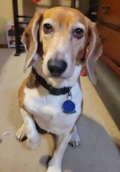 Beagle Dogs Available for Adoption in Kent, Washington - Cleo | PetCurious