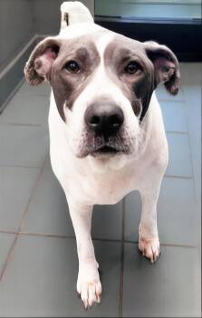 Dizzy -  Mixed Breed Dog for Adoption in Nashville, Tennessee - Dizzy | PetCurious