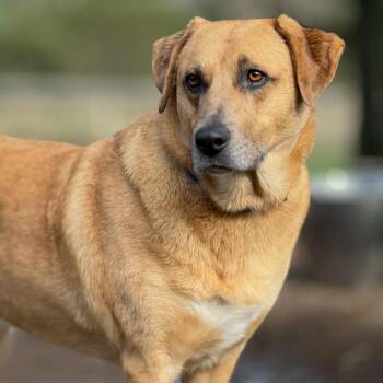 Baby Girl -  Labrador Retriever and German Shepherd Dog Dog Available for Adoption - Baby Girl | PetCurious