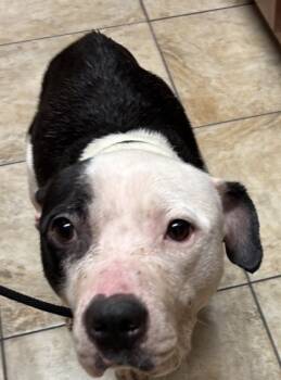 Rescue Mixed Breed Dogs for Adoption in Cincinnati, Ohio - Blizzard | PetCurious