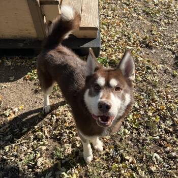 Nemo -  Husky Dog for Adoption in Fairmont, Minnesota - Nemo | PetCurious