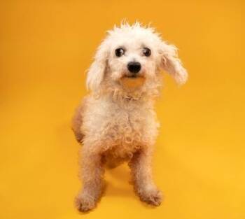 Poodle and Mixed Breed Dogs Available for Adoption - Gloria | PetCurious