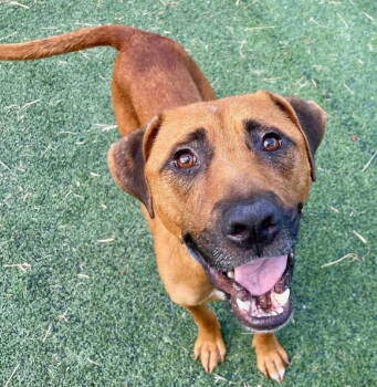 Rescue Mixed Breed Dogs for Adoption in Germantown, Ohio - Wyatt Derp | PetCurious