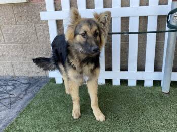 German Shepherd Dog Dogs Available for Adoption - TIFFANY | PetCurious