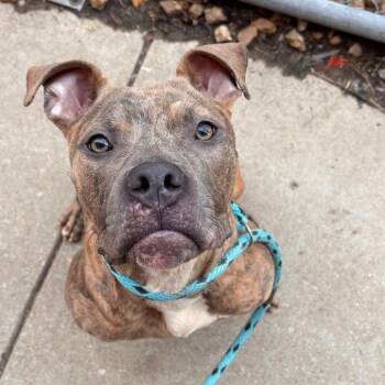 Terrier Dogs Available for Adoption in St. Peters, Missouri - Anchovy | PetCurious