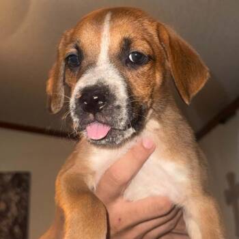 Terrence -  Boxer Dog for Adoption in West Islip, New York - Terrence | PetCurious