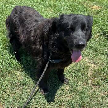 Flat Coated Retriever and Mixed Breed Dogs Available for Adoption in Hackett, Arkansas - Sparky | PetCurious