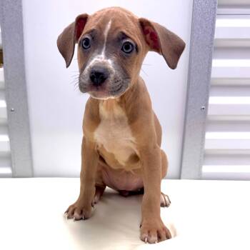 DoodleDoo -  Pit Bull Terrier and American Staffordshire Terrier Dog for Adoption in Bryan, Texas - DoodleDoo | PetCurious