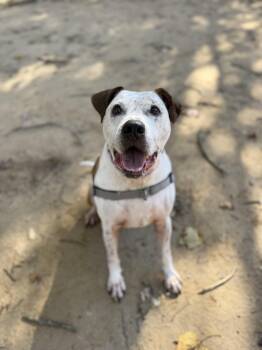 Rescue Mixed Breed Dogs for Adoption in Reisterstown, Maryland - Milo | PetCurious