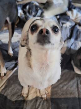 Rescue Chihuahua Dogs for Adoption in St. Augustine, Florida - Bella | PetCurious