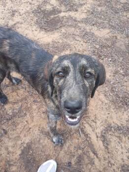 Irish Wolfhound Dogs Available for Adoption in Garland, Texas - Chloe | PetCurious