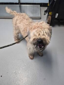 Wheaten Terrier Dogs Available for Adoption - Pen 208 Benny | PetCurious
