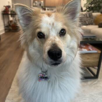 Chow Chow and Retriever Dogs Available for Adoption - Moxie | PetCurious