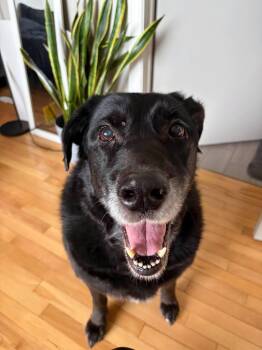 Boomer -  Black Labrador Retriever and German Shepherd Dog Dog for Adoption in Markham, Ontario - Boomer | PetCurious