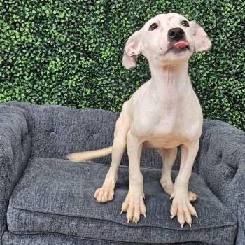 Piggy -  Pit Bull Terrier Dog for Adoption in East St. Louis, Illinois - Piggy | PetCurious