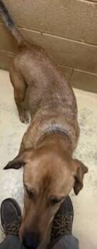 Hound Dogs Available for Adoption in Maryville, Tennessee - Patch | PetCurious