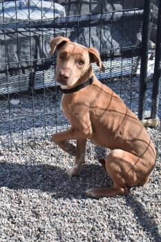 Rescue Labrador Retriever and Mixed Breed Dogs for Adoption in Pahrump, Nevada - Mesquite | PetCurious