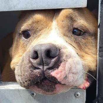 American Bulldog Dogs Available for Adoption in San Antonio, Texas - CHUCK | PetCurious